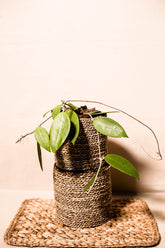 Hoya verticillata var. sp. Jawa